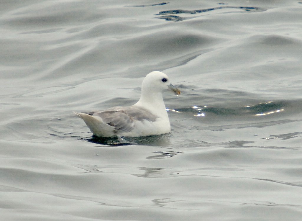 Fulmar, Northern, 2006-07081767 Hyannis, MA.JPG - Northern Fulmar, Broolkine July 2006 Hyannis pelagic bird trip